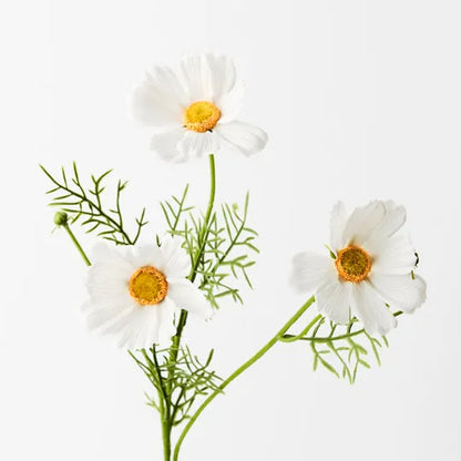 Cosmos Spray White Green Stem