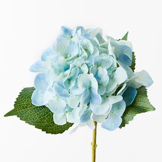 Hydrangea Light Blue