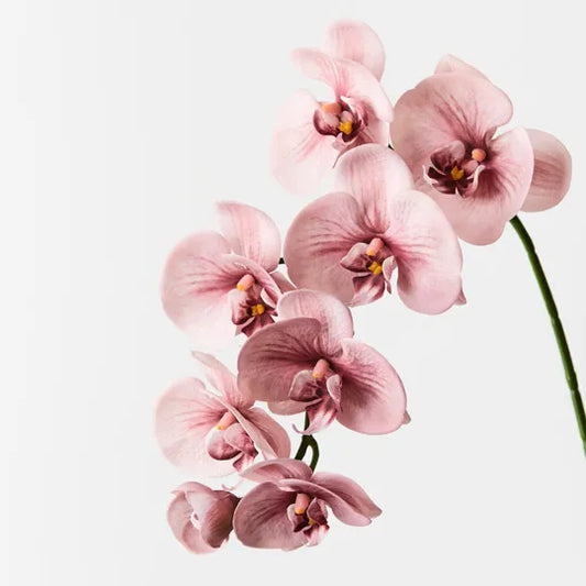 Orchid Phalaenopsis Spray Dusty Pink