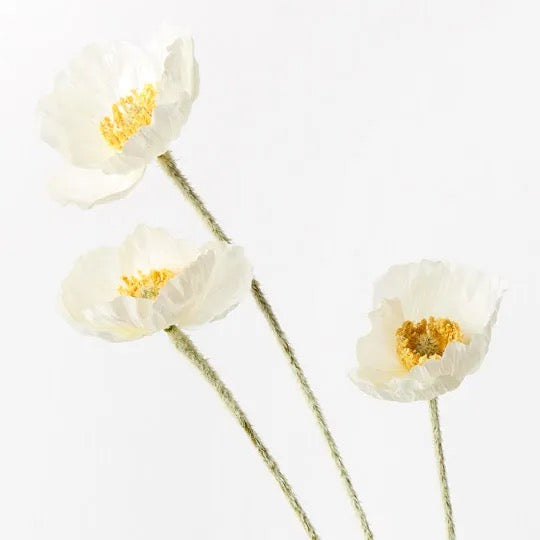 Iceland Poppy Spray White