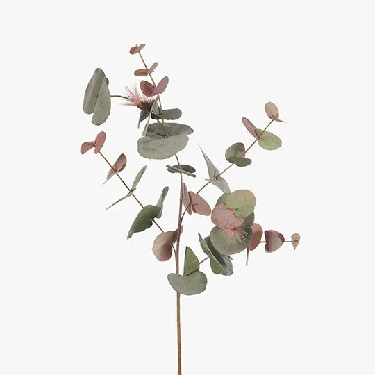 Eucalyptus Flowering Spinning Gum Pink