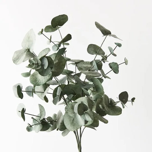 Eucalyptus Silver Dollar Bush Forest Green