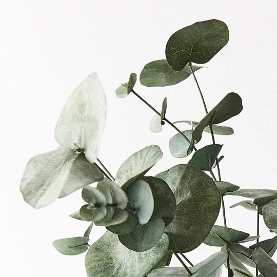 Eucalyptus Silver Dollar Bush Forest Green