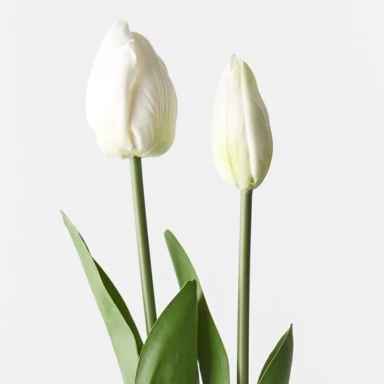 Tulip Bud & Bloom White Set/2