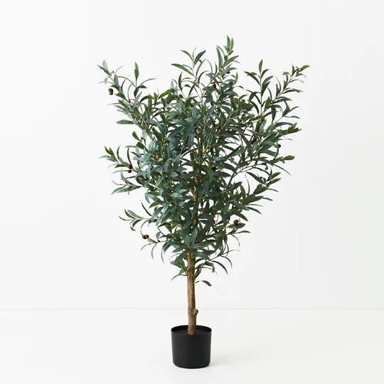 Olive Tree