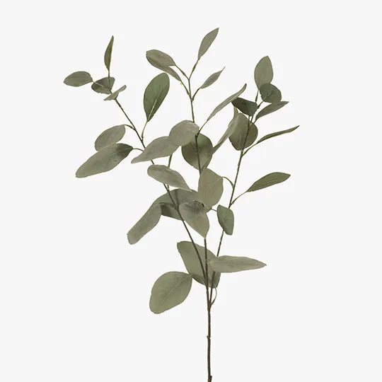 Eucalyptus Silver Dollar