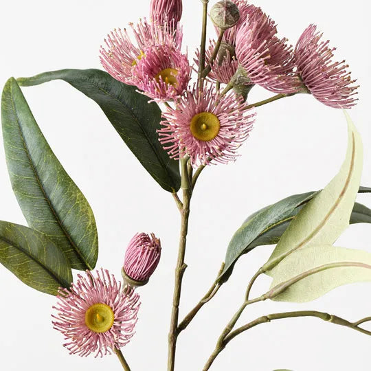 Eucalyptus Flowering Spray