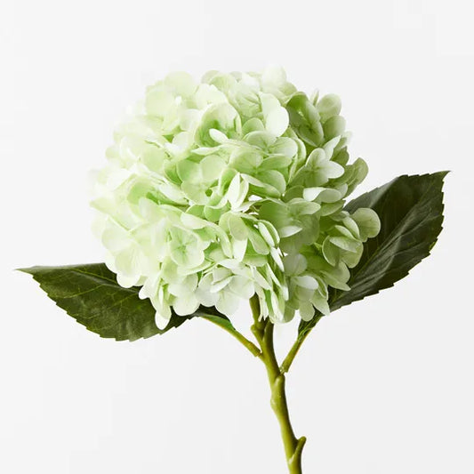 Hydrangea Light Green