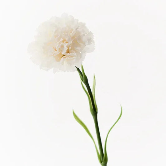 Carnation Winter White