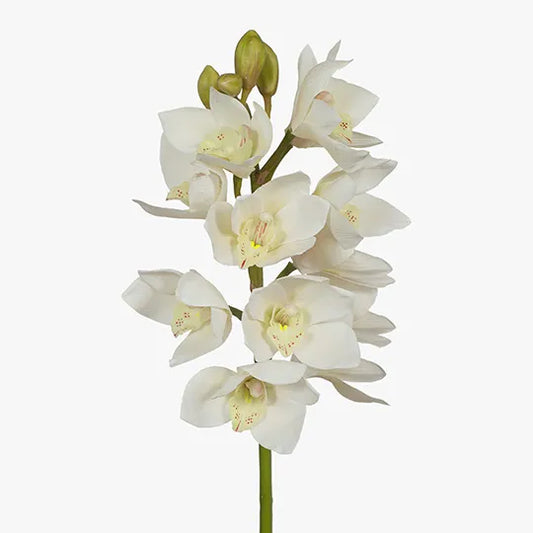 Cymbidium Orchid White