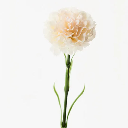 Carnation Ivory