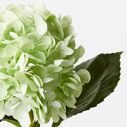 Hydrangea Light Green