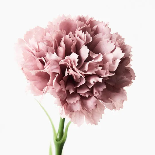 Carnation Dusty Pink