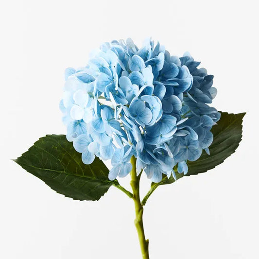 Hydrangea Light Blue