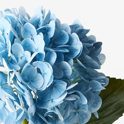 Hydrangea Light Blue