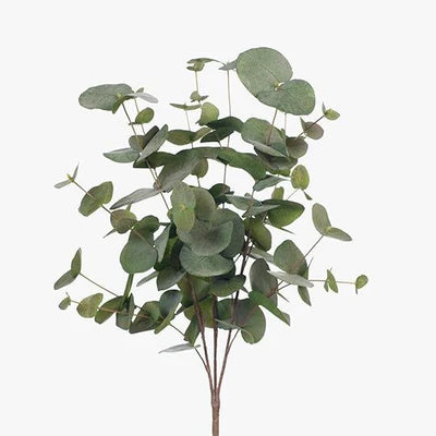 Eucalyptus Silver Dollar Bush - Green Grey