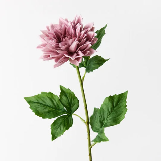 Dahlia Dusty Pink