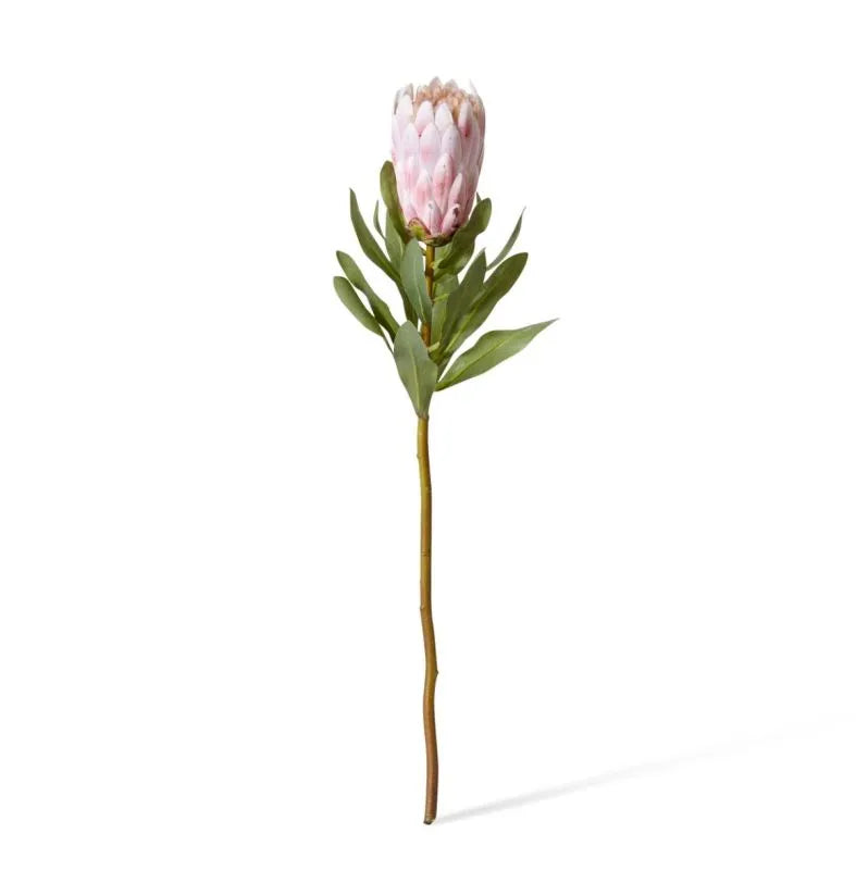 Protea Grand Stem Pink