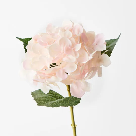 Hydrangea Soft Pink