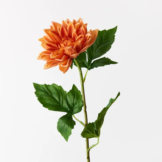 Dahlia Orange