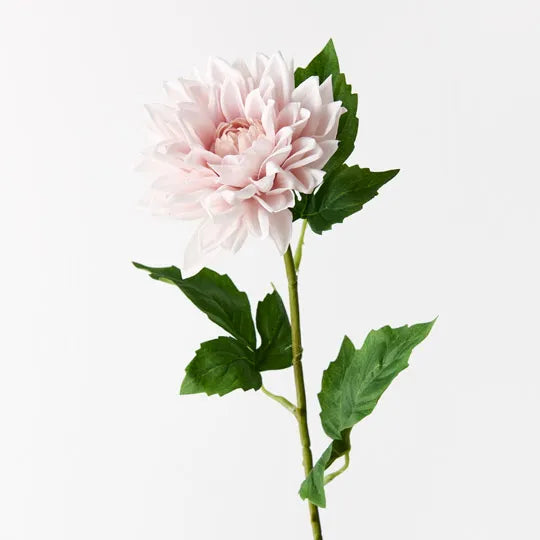 Dahlia Soft Pink