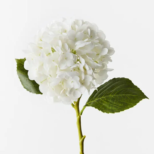 Hydrangea Winter White