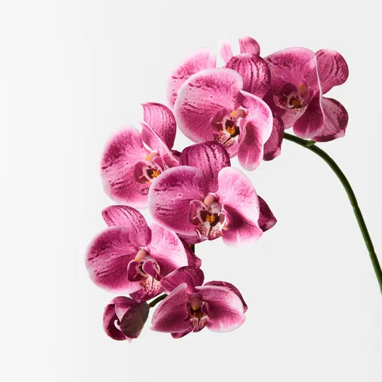 Orchid Phalaenopsis Spray - Hot Pink