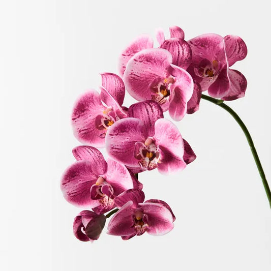 Orchid Phalaenopsis Spray - Hot Pink