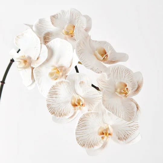 Orchid Phalaenopsis Infused NEW