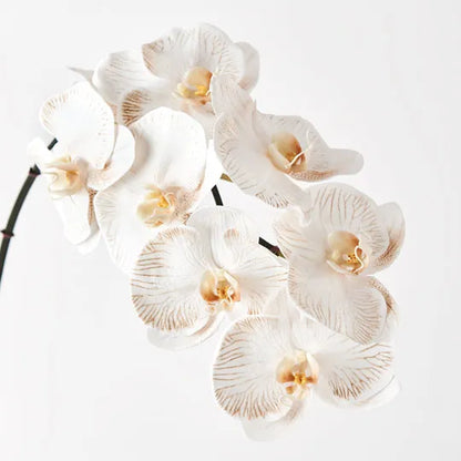 Orchid Phalaenopsis Infused NEW