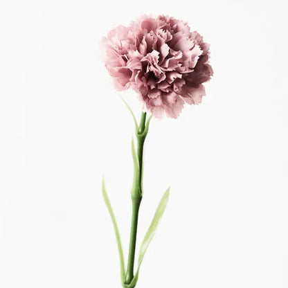 Carnation Dusty Pink