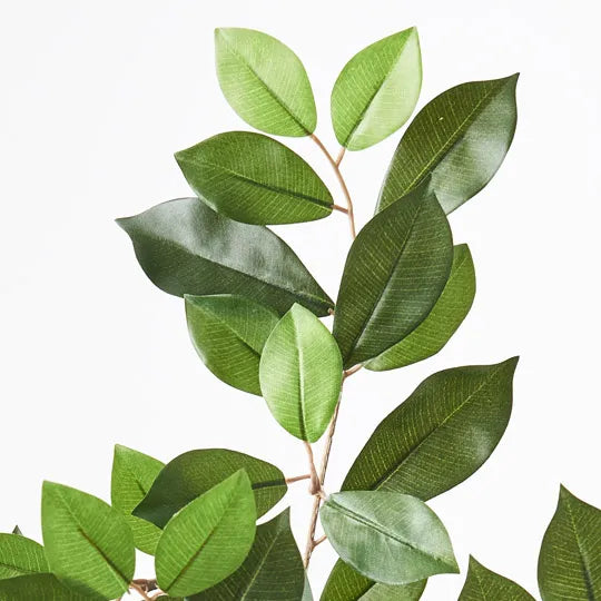 Ficus Retusa Leaf Spray