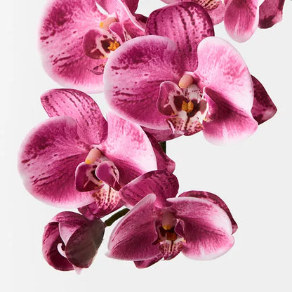 Orchid Phalaenopsis Spray - Hot Pink