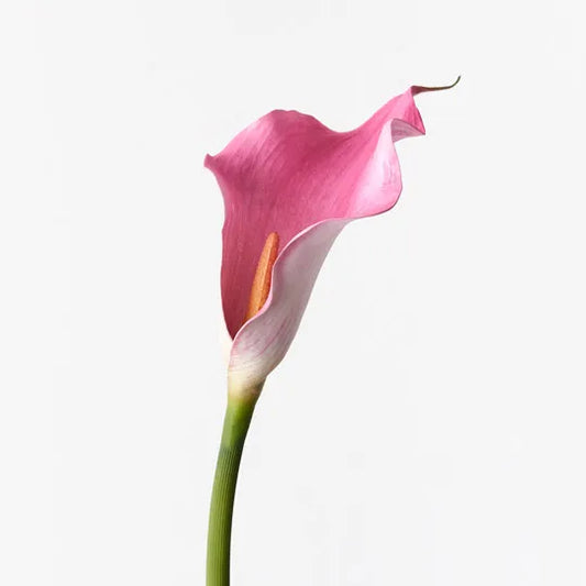 Calla Lily