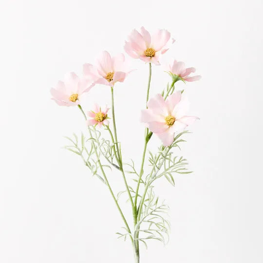 Cosmos Spray Light Pink