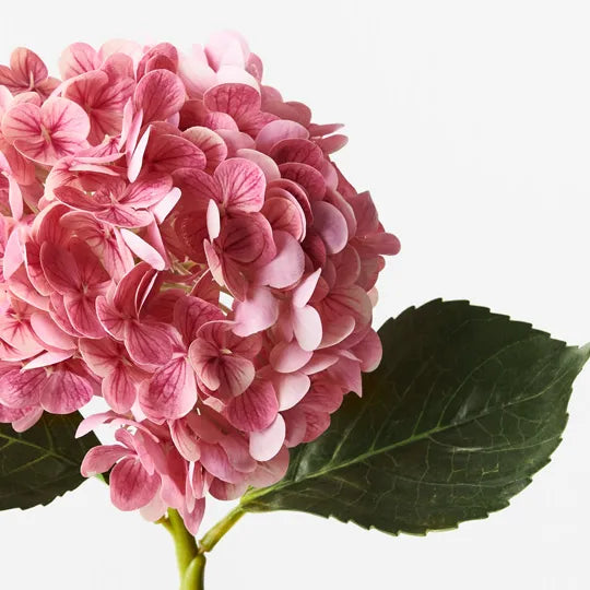 Hydrangea - Pink Mauve