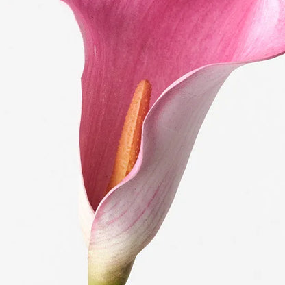 Calla Lily