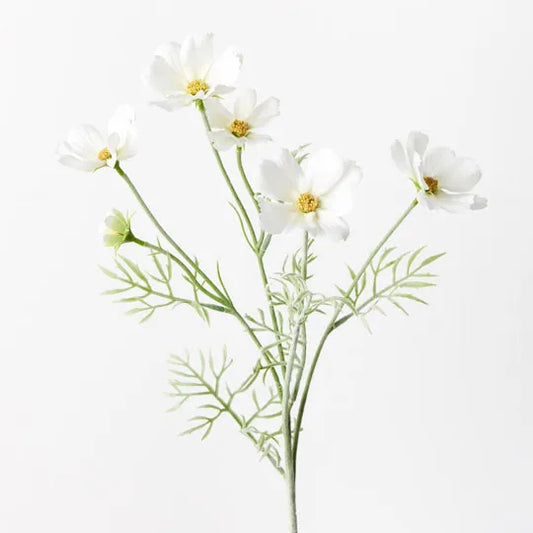 Cosmos Spray White