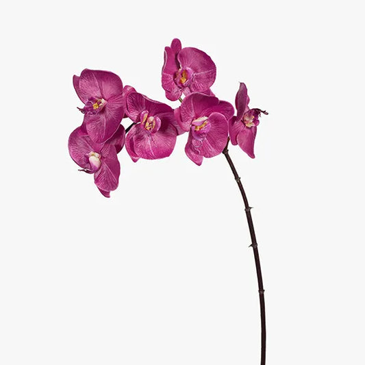 Orchid Phalaenopsis - Fuschia