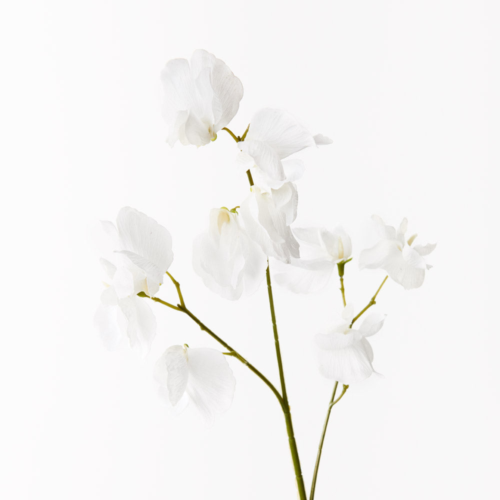 Sweet Pea Spray Winter White